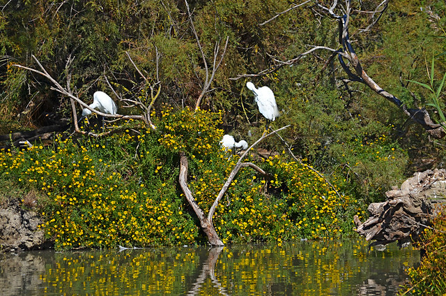 Egrets, Ornithological Park, Saintes Maries de la Mer, Camargue, France