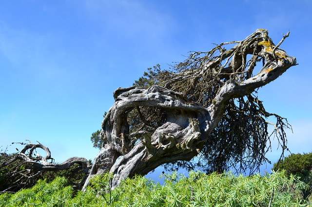 Wild Juniper (Sabine) trees of El Hierro
