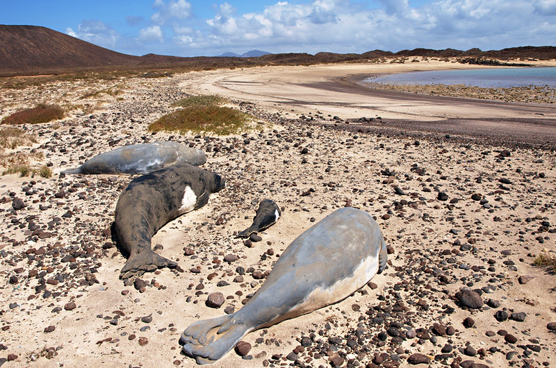 Monk seals, Isla de Lobos, Fuerteventura