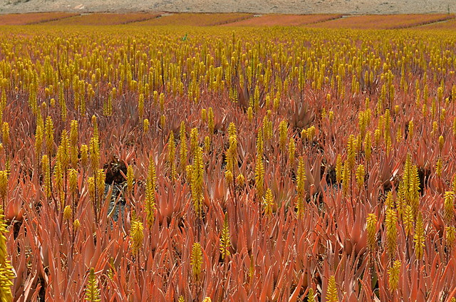 Aloe Vera fields of Tiscamanita, Fuerteventura