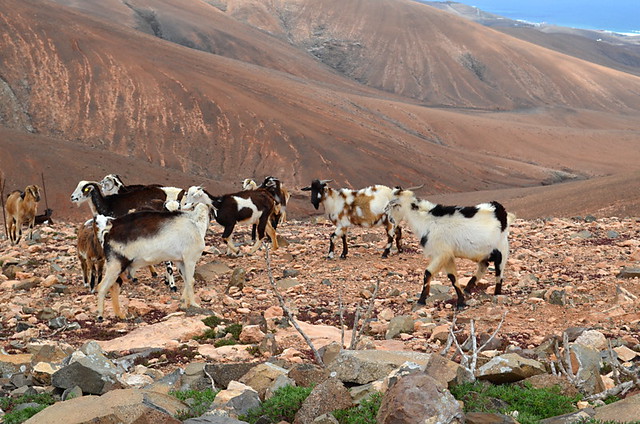 Goats on Fuerteventura