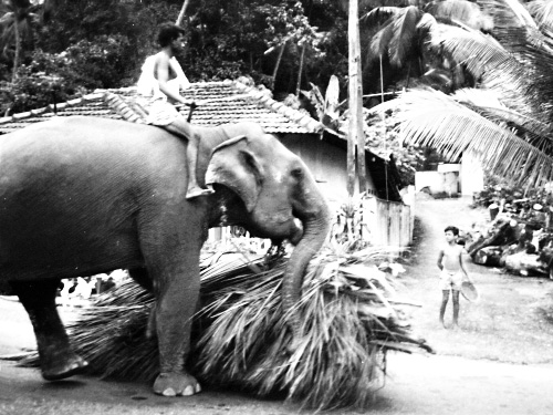 Sri Lanka, Working Elephants