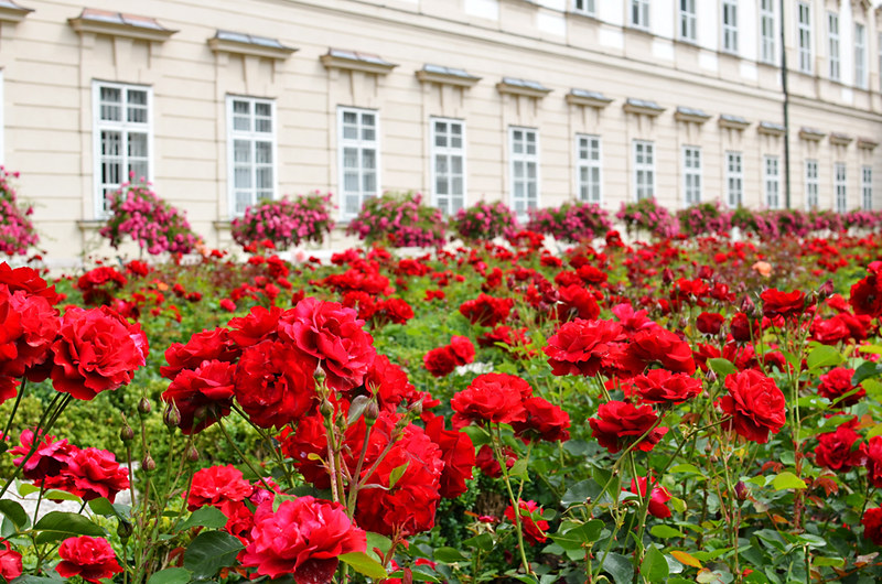 Ocean of roses, Mirabell Gardens, Salzburg, Austria