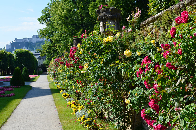 Flower hedge and tunnel, Mirabell Gardens, Salzburg, Austria