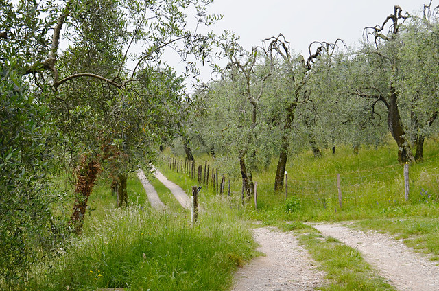 Path through the olives, Lake Garda, Italy