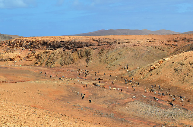Goats on the hill, Fuerteventura