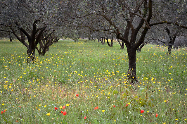 Wild flowers and olive trees, Korcula, Croatia