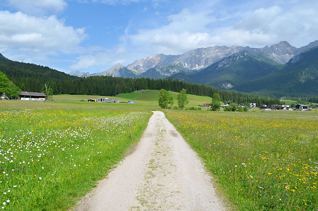 Grassy meadows, Leutasch, Tyrol, Austria