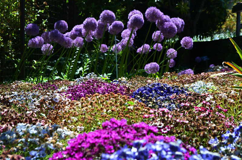 Flowers, Villa Taranto, Verbenia, Lake Maggiore, Italy