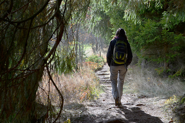 A Walk in The Black Forest