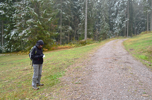 Snowy forest, Alpersbach, Black Forest, Germany