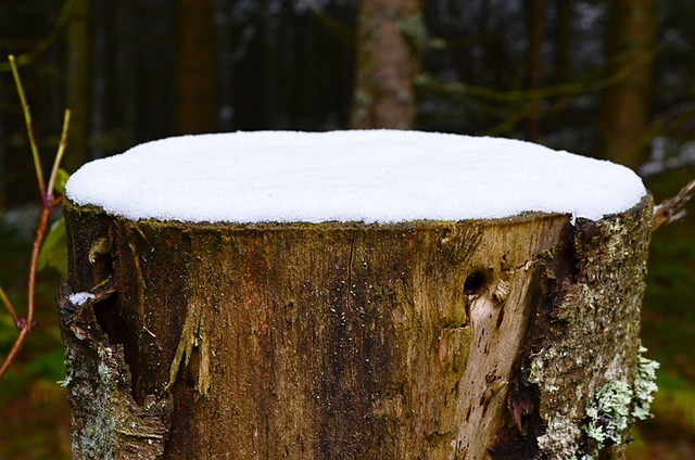 Snowy tree stump, Black Forest, Germany