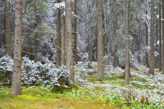 Snowy firs, Black Forest, Germany