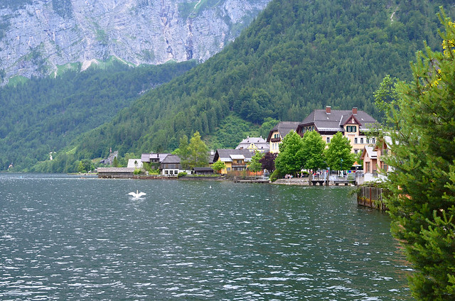Swan lake, Hallstatt, Austria