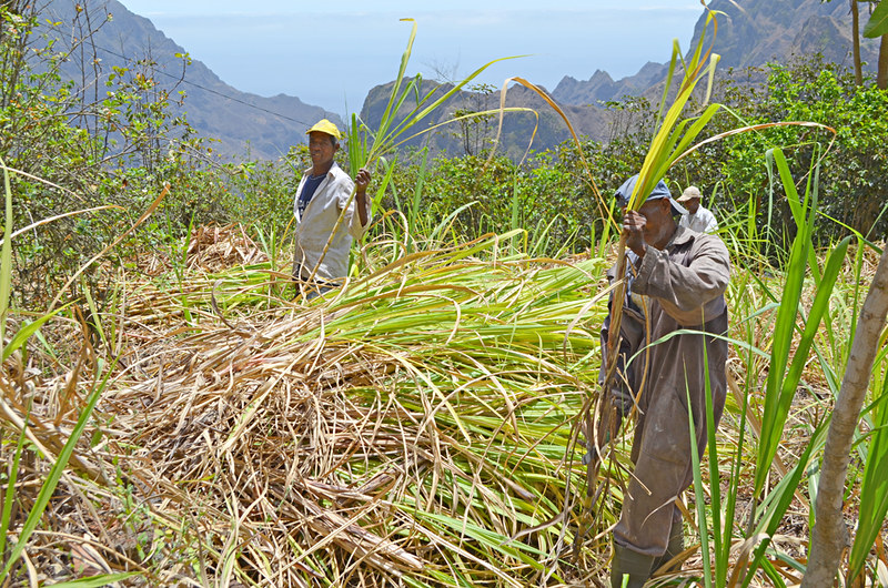 Sugar cane workers, Ribeira do Paul Valley, Santo Antao, Cape Verde