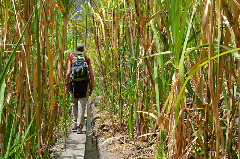 Walking on a levada through cane, Ribeira do Paul Valley, Santo Antao, Cape Verde