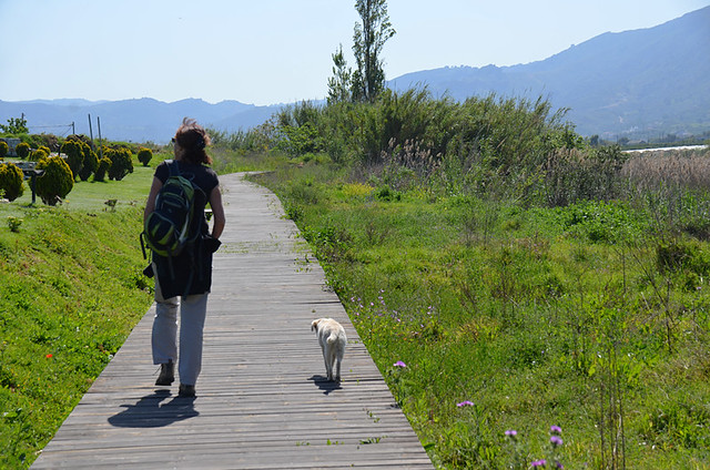 Dog friend, Agia Lake, Crete