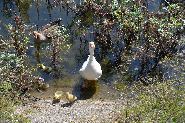 Duck, Agia Lake, Crete