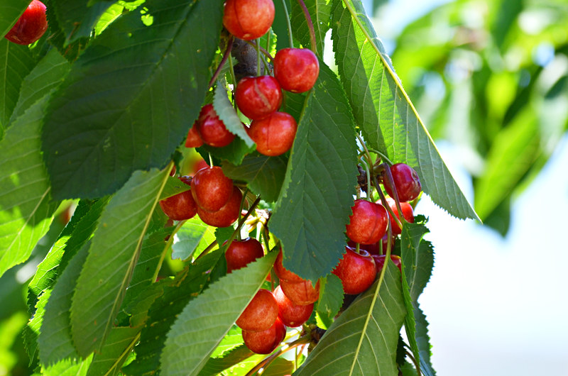 Cherries on the tree