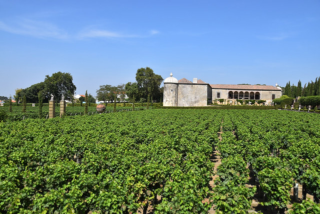 Vineyard, Bacalhoa, Azeitao, Setubal, Portugal