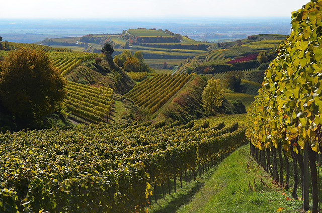 Vineyards, Kaiserstuhl, Germany