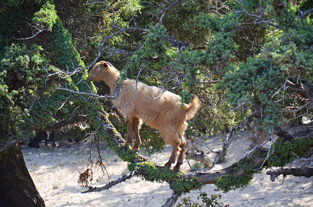 Goat in a tree, Crete