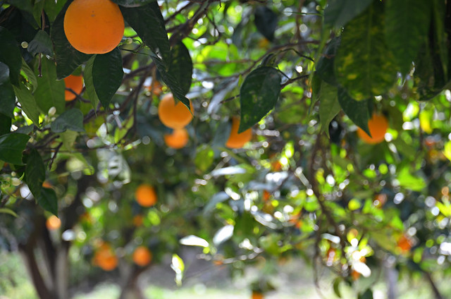 Oranges, Crete