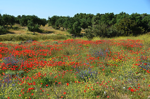 Spring flowers, Crete