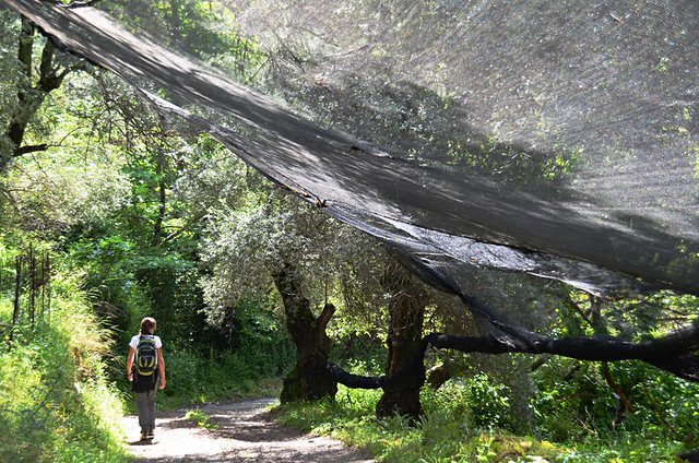 Walking under olive nets, Crete