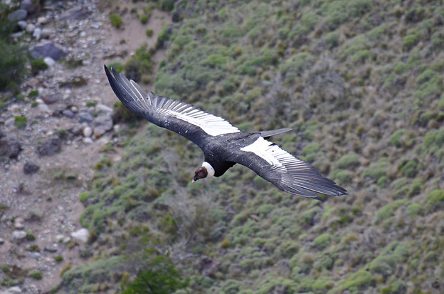 Condor in flight, Coyhaique, Chile