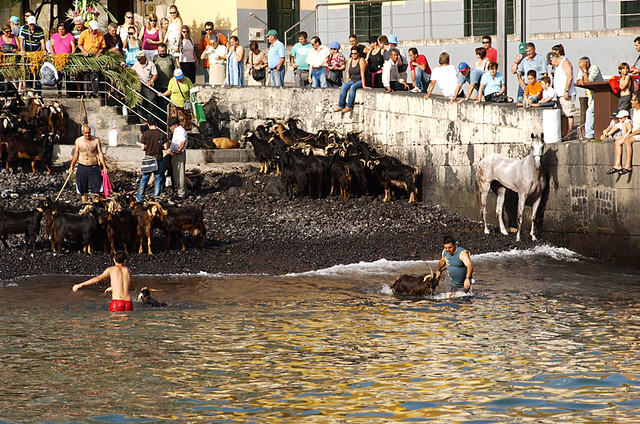 Goat bathing, Puerto de la Cruz