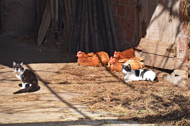 Chilled animals, Camino de Santiago, Galicia