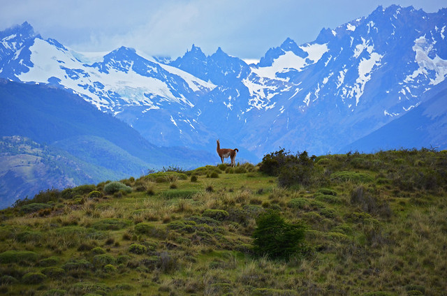 Guanaco, Parque Patagonia, Patagonia, Chile