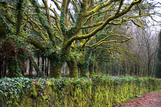 Trees on the final stretch, Camino de Santiago, Galicia