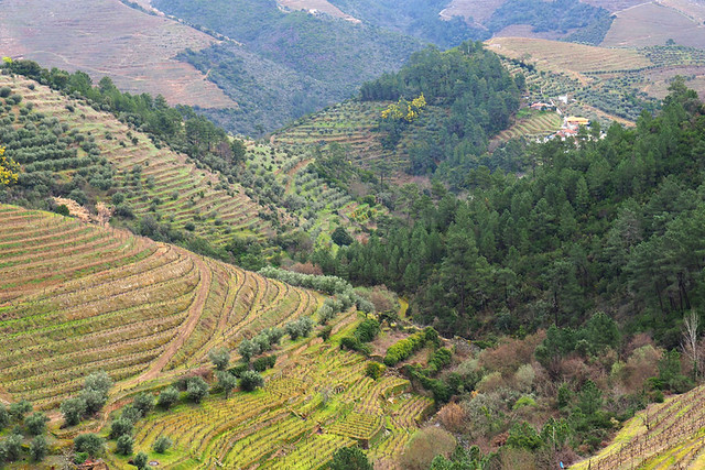 Vine covered valleys, Douro Valley, Portugal