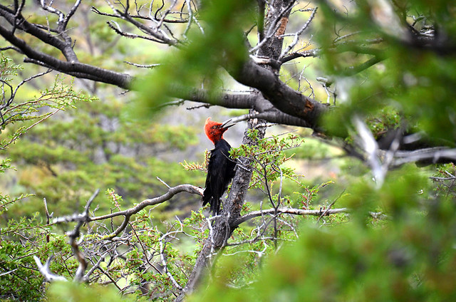 Magellanic woodpecker in Parque Patagonia, Chile