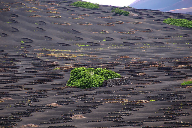 Volcanic vineyard, Canary Islands