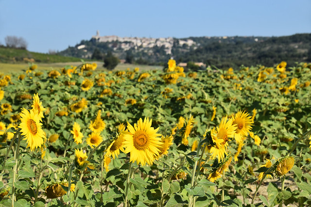 Sunflowers and village-perche, Drome Provencal, France