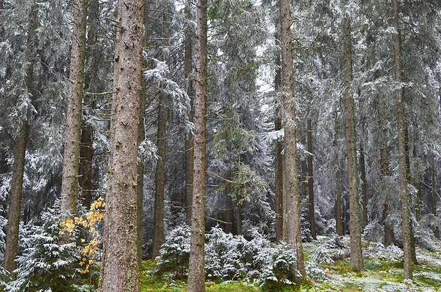 The white Black Forest, Germany