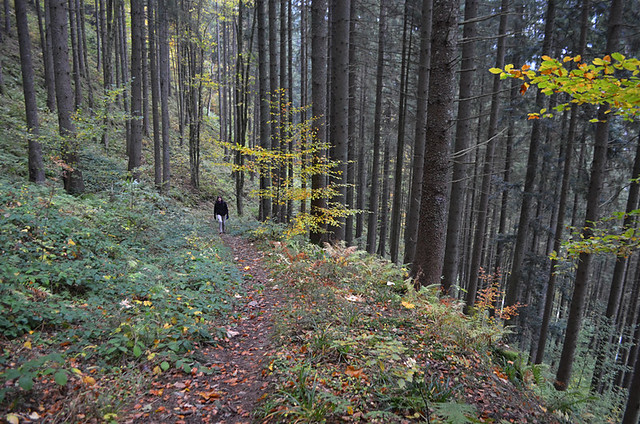 Path through Black Forest, Germany