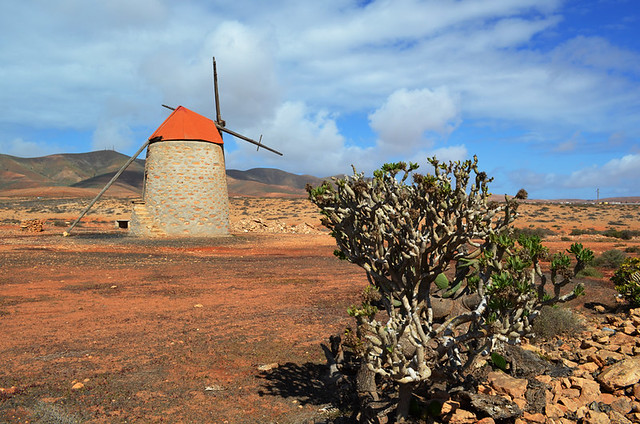 Tangerine scene, Fuerteventura, Canary Islands