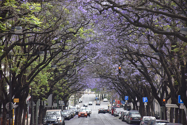 Jacaranda avenue in June, Lisbon