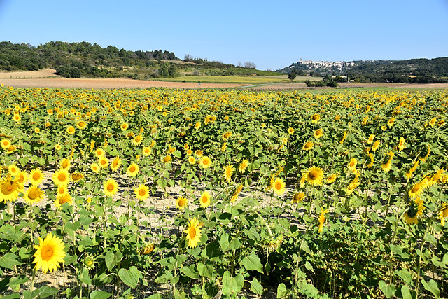 Sunflowers in Drôme Provençale