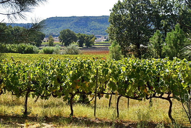 Vineyard in Drôme Provençale