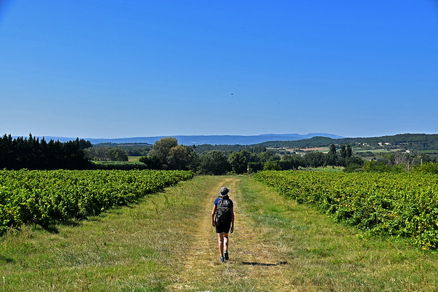 Drôme Provençale, vineyard