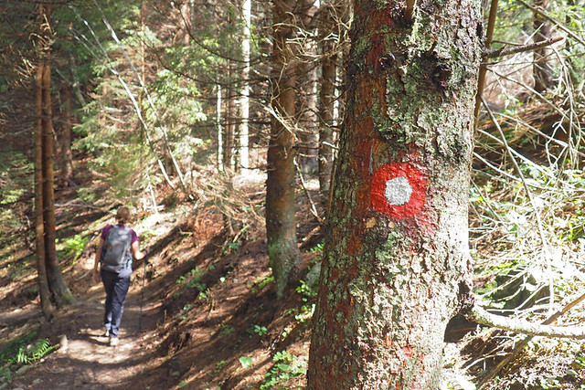 route waymarks through forest