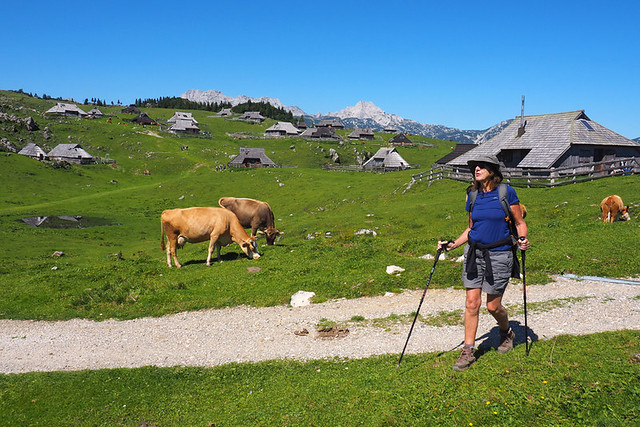 Andy and cows, walking through Velika Planina