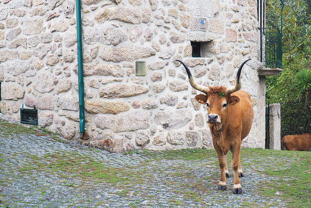 Peneda to Soajo route, Cachena cattle on the path, common in the village of Soajo, Peneda Geres