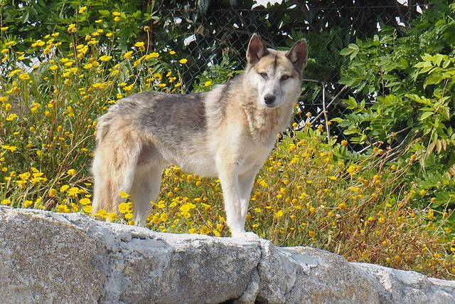 Iberian wolf beside path, Sao Bento to Pousada de Amares, Peneda Geres