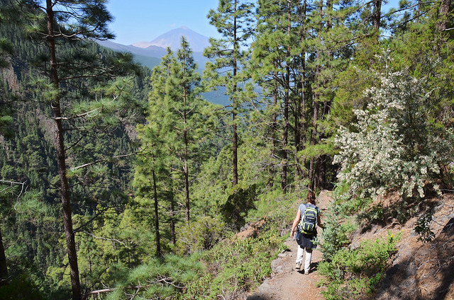 Walking in the pines, Tenerife, Canary Islands